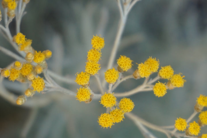 The Beauty of Helichrysum (Immortelle)